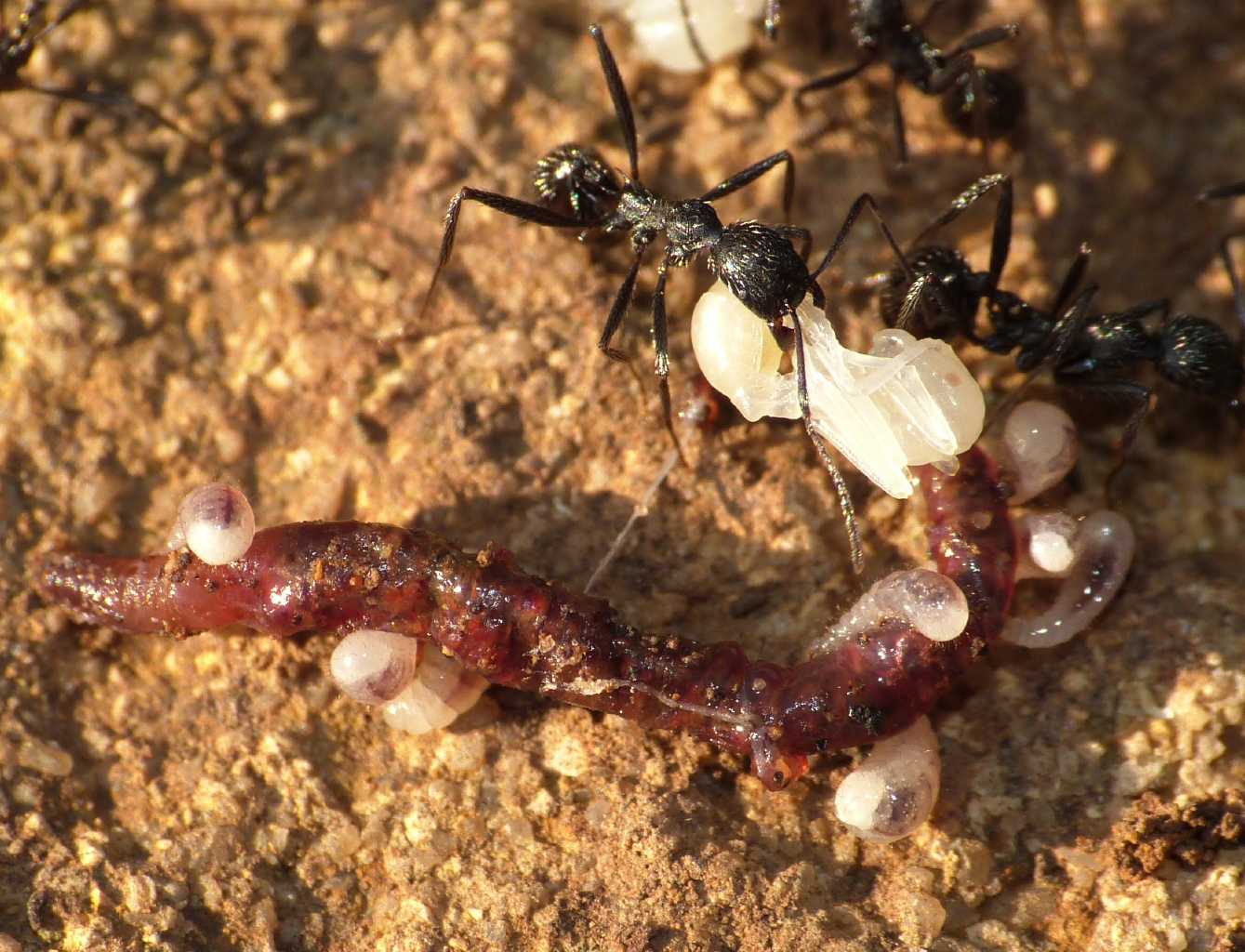 Aphaenogaster spinosa; si mangia a buffet